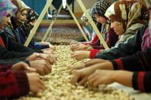 Women sorting nuts